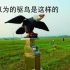 【武汉天河机场拍机VLOG】论武汉天河国际机场是怎么驱鸟的