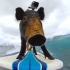 GoPro: 猪都会冲浪了！