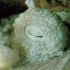 【谁语】一部高分纪录片，万万没想到，章鱼居然这么聪明这么萌