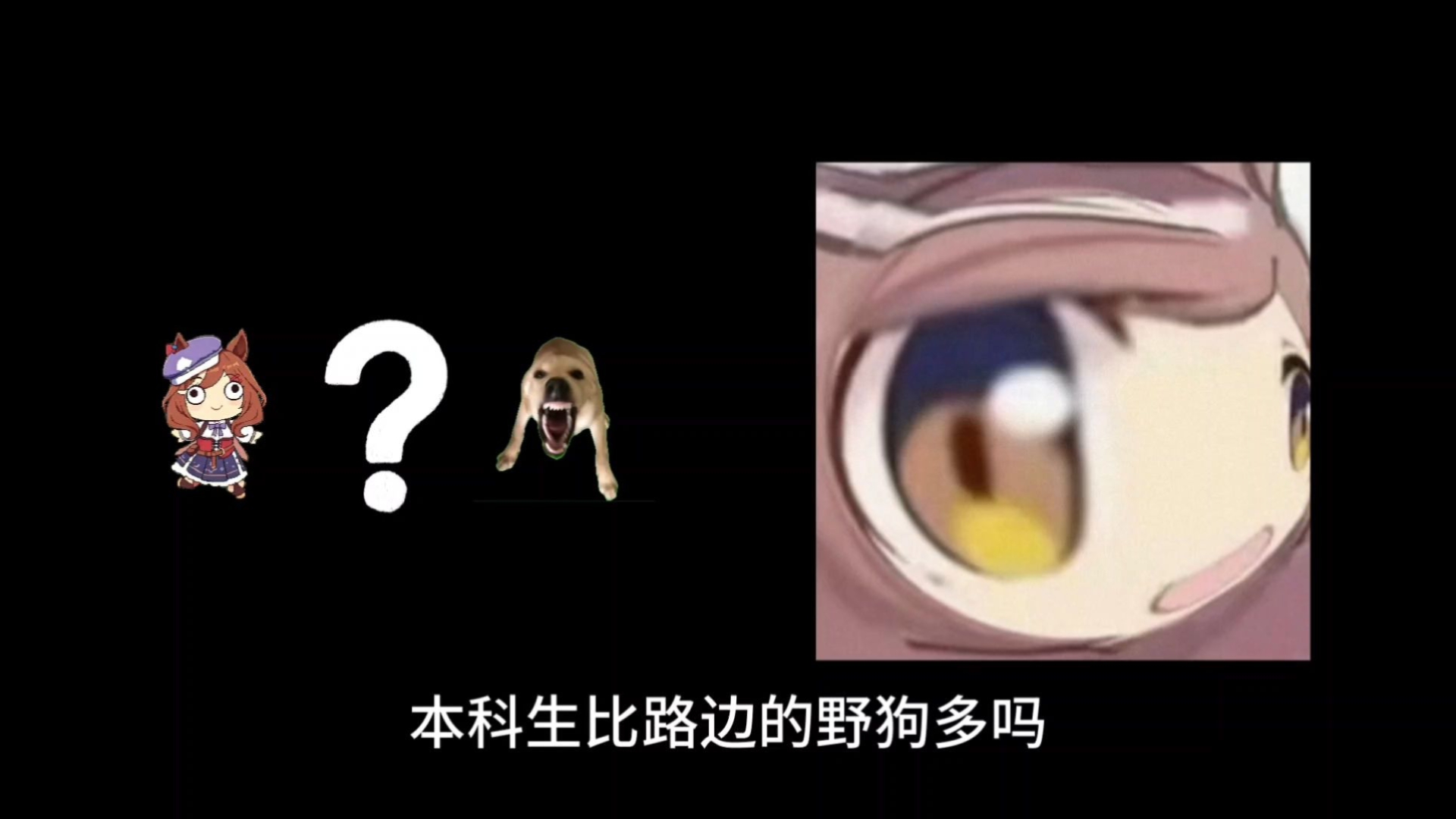 【科普】本科生比路边野狗多吗🤔？
