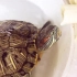 【巴西龟】阿龟的食物测评，最喜欢的是香蕉吗？
