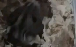 e9b22086e9827d708af69fc7fde743fd92b01fae.jpg@280w_158h_1c_100q.jpg