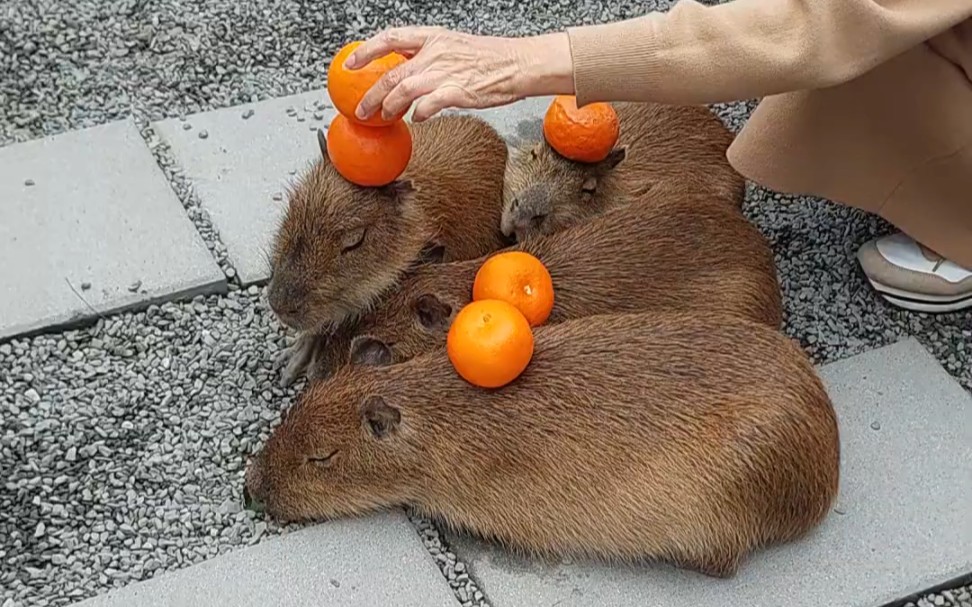 为什么都在往水豚头上放橘子