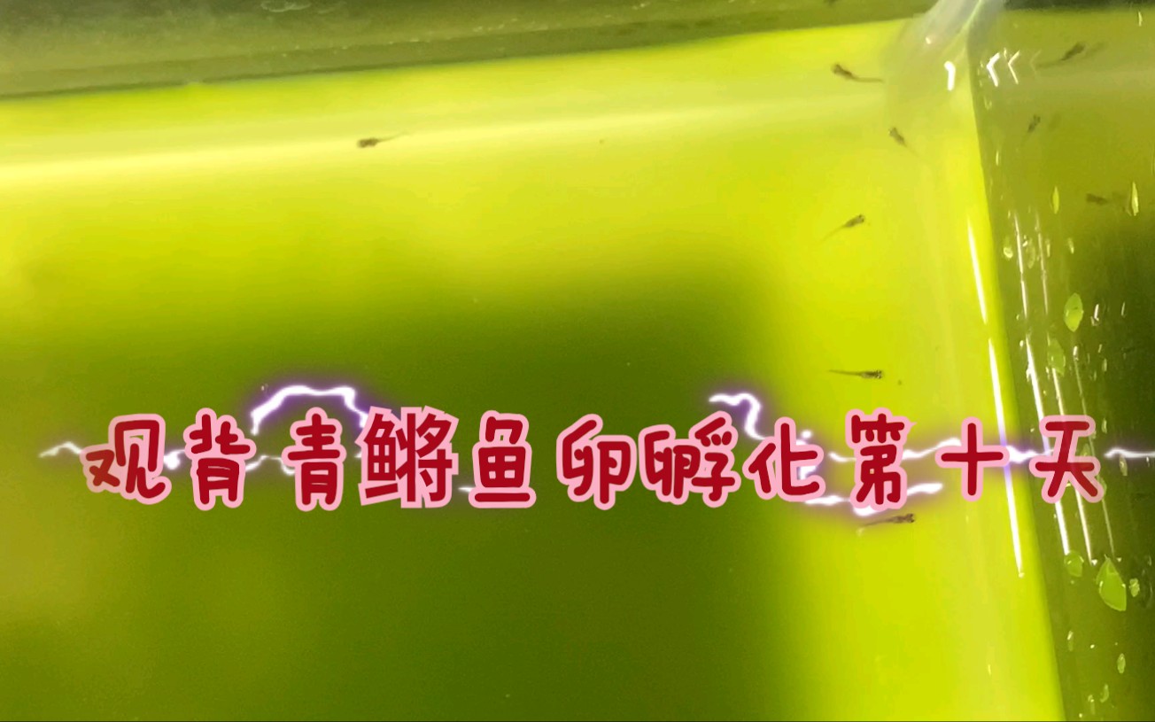 观背青鳉鱼卵孵化第十天