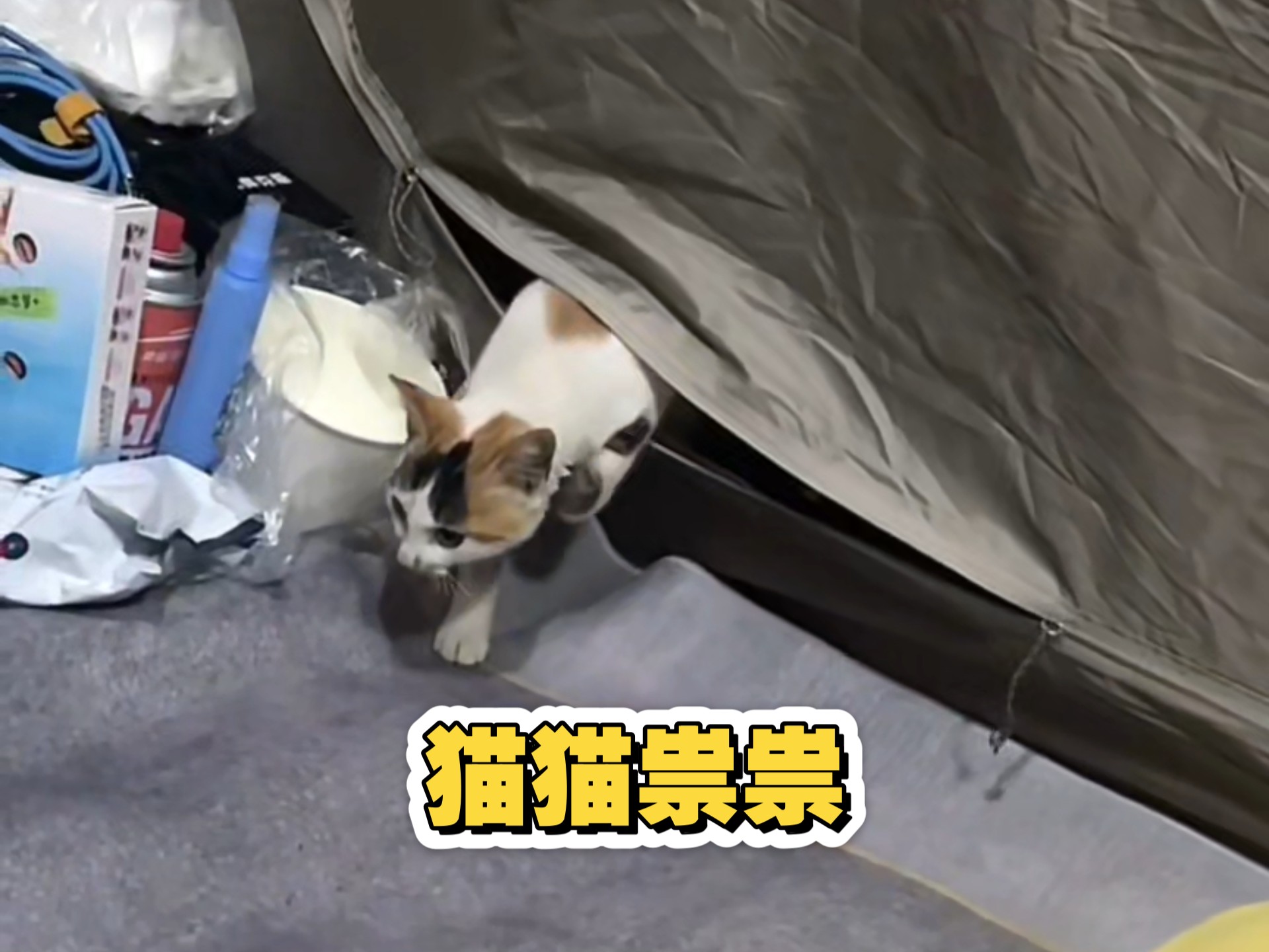 一只小猫偷摸进了帐篷……