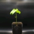 赏心悦目的植物种子 生根发芽（ 微型纪录片）