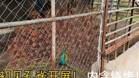 用什么方法可以让孔雀不叫 e9db0e27cbebf9ce0fa722de5fd665e718f915f8.jpg@280w_158h_1c_100q.jpg