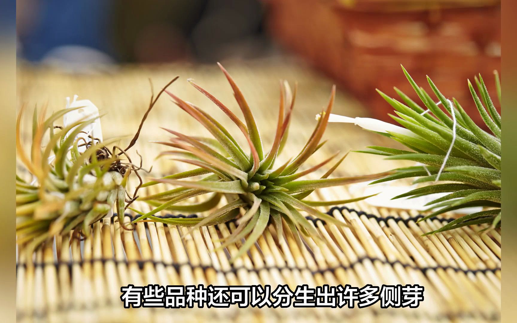 空气凤梨，地球上唯一不需要土壤，只依靠空气就能活的植物