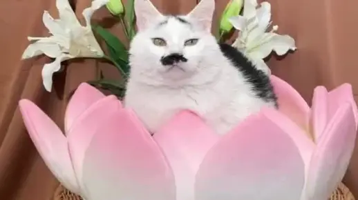 #喵喵教 专用坐垫，让我看看是哪只小猫咪还没有#莲花宝座 #喵喵教立大功