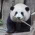 【大熊猫和花】聪明花花“紧急避险”