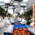 西班牙草莓自动化收割机，24条机械臂识别生熟采收远超人工！