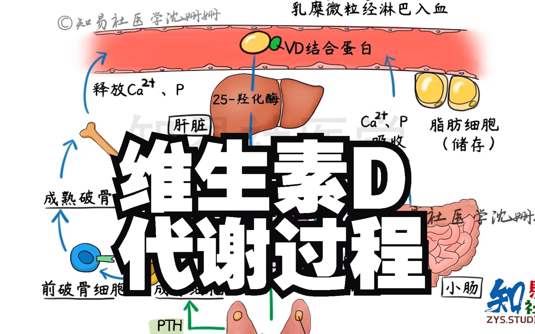医学生动画演绎 维生素D代谢