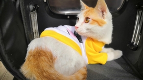 猫咪叫声吸引公猫过来吸猫 ea094cabe9f43f5c9981115b3c5797e499f05909.jpg@280w_158h_1c_100q.jpg