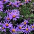 寻找高山植物——巴塘紫菀【4K】