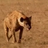 【CCTV科教】自然传奇——鬣狗家族和狒狒杀手