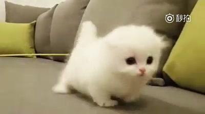 【萌宠】一坨可爱的棉花糖,别看我腿短,人家可以跳高高哦!