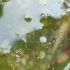 试验种的碗莲盆只剩一株大概存活，三只观赏虾还有一只抱崽了！