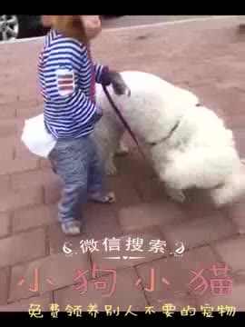 以后都不需要主人遛狗了,猴子也可以