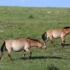 地球上最后的野马！行走在蒙古草原上的普氏野马