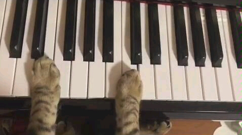 疫情期间，小猫在家学会了弹钢琴