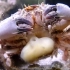 恐怖生物“蟹奴”，寄生在螃蟹内控制其交配，最终成为僵尸螃蟹！