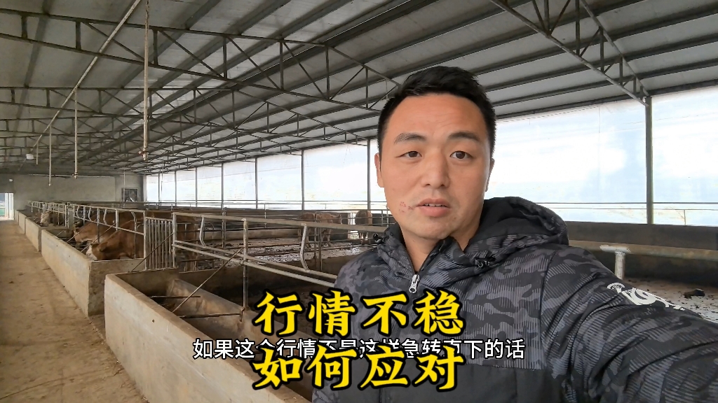 农村创业养牛，行情不稳定，湖南养牛场如何应对？