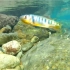 【绝美溪流&原生鱼】秋季，去一条绝美山溪浮潜，水下世界，大有不同