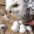 猫头鹰下了六个鸟蛋，主人想摸摸，它大怒：摸坏了你赔的起吗！