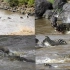 鳄鱼等着过河的角马，然后饱餐一顿，还使出了死亡翻转