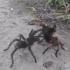 野外蜘蛛暴力打架视频