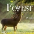 【4K风景】森林小鹿 [3小时Plus Pro加长版] 助眠-解压-治愈-工作学习背景音