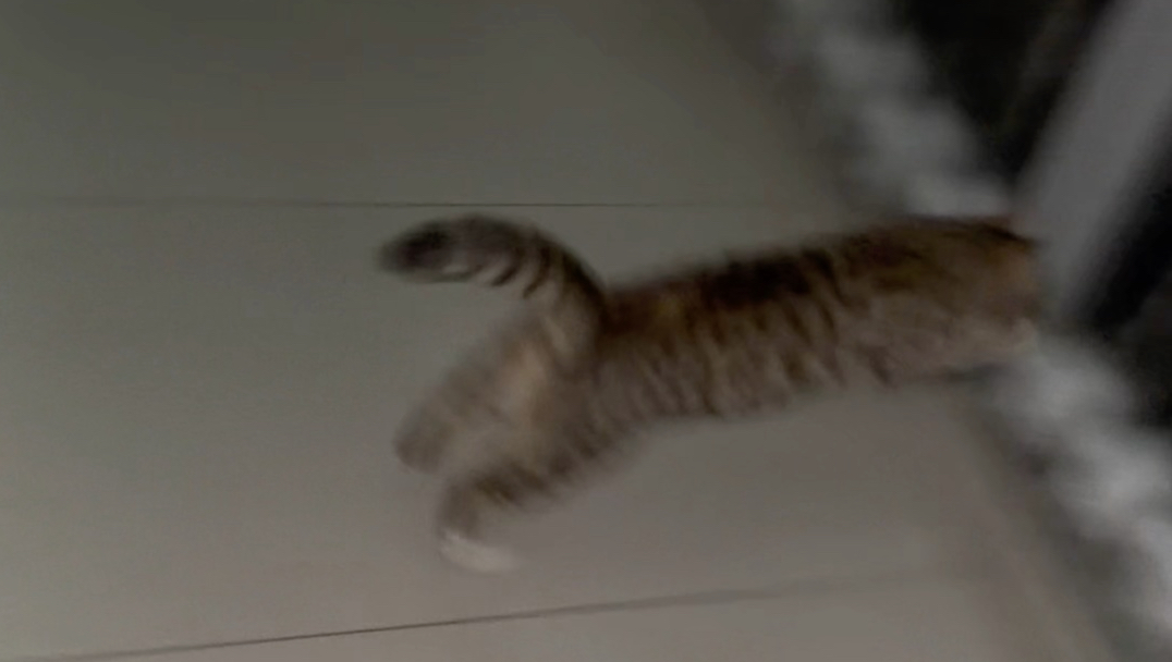 对不起啊小猫咪，我本来是想给你打开门让你出去的