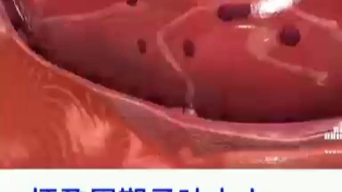 母牛子宫和胎盘B超检查