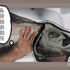 石川氏粗鳍鱼头骨标本制作