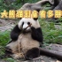 大熊猫到底有多胖？伦家只是毛大衣厚！