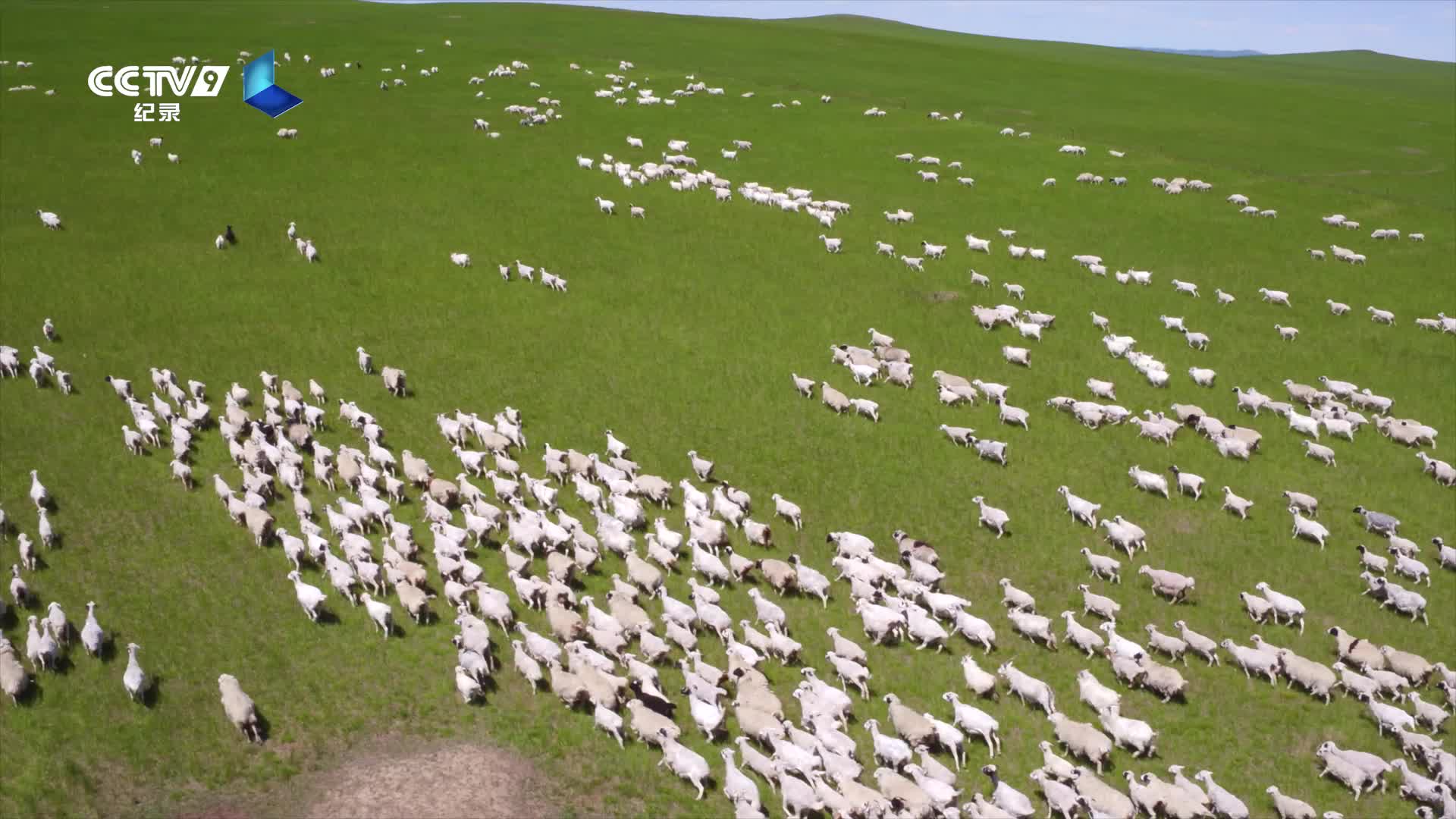 内蒙古30s 牛羊成群看内蒙