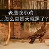 老鹰吃小鸡