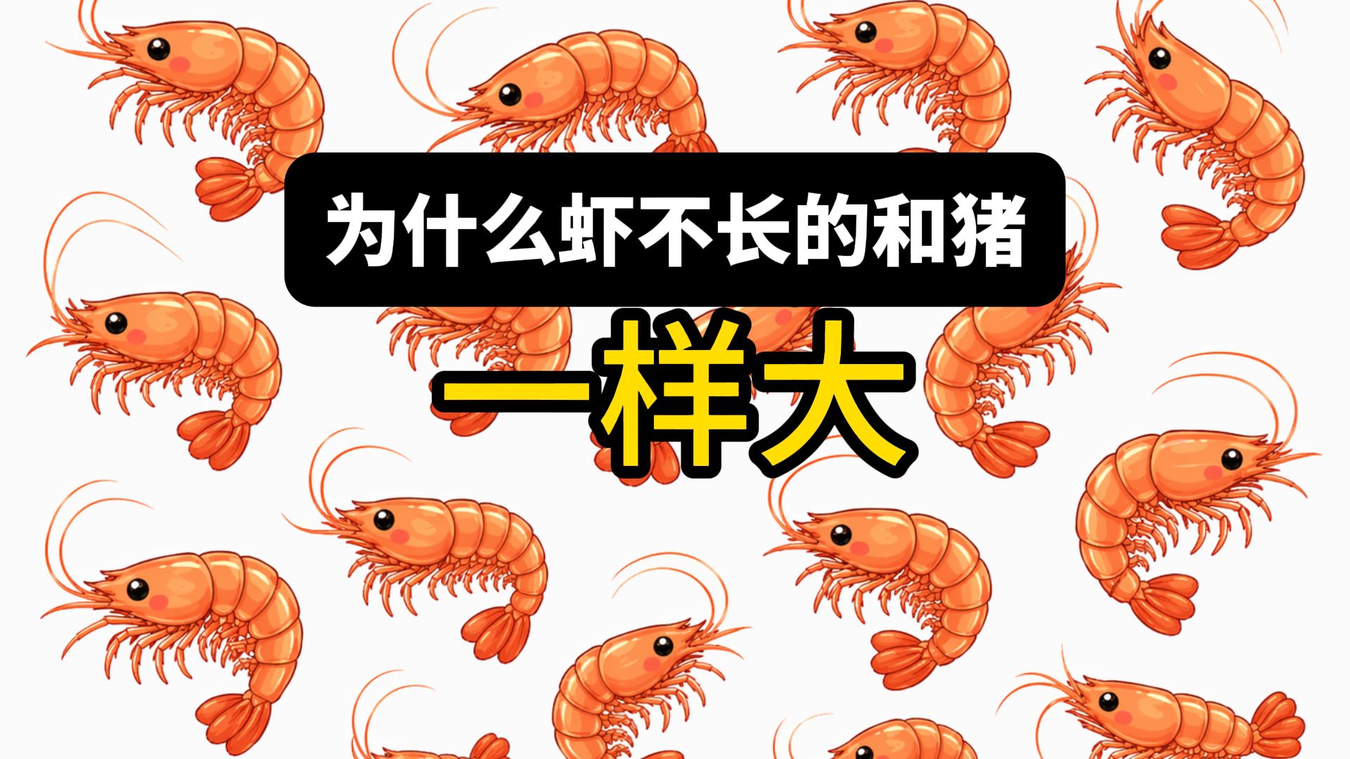 虾这么好吃，要是和猪一样大该多好啊