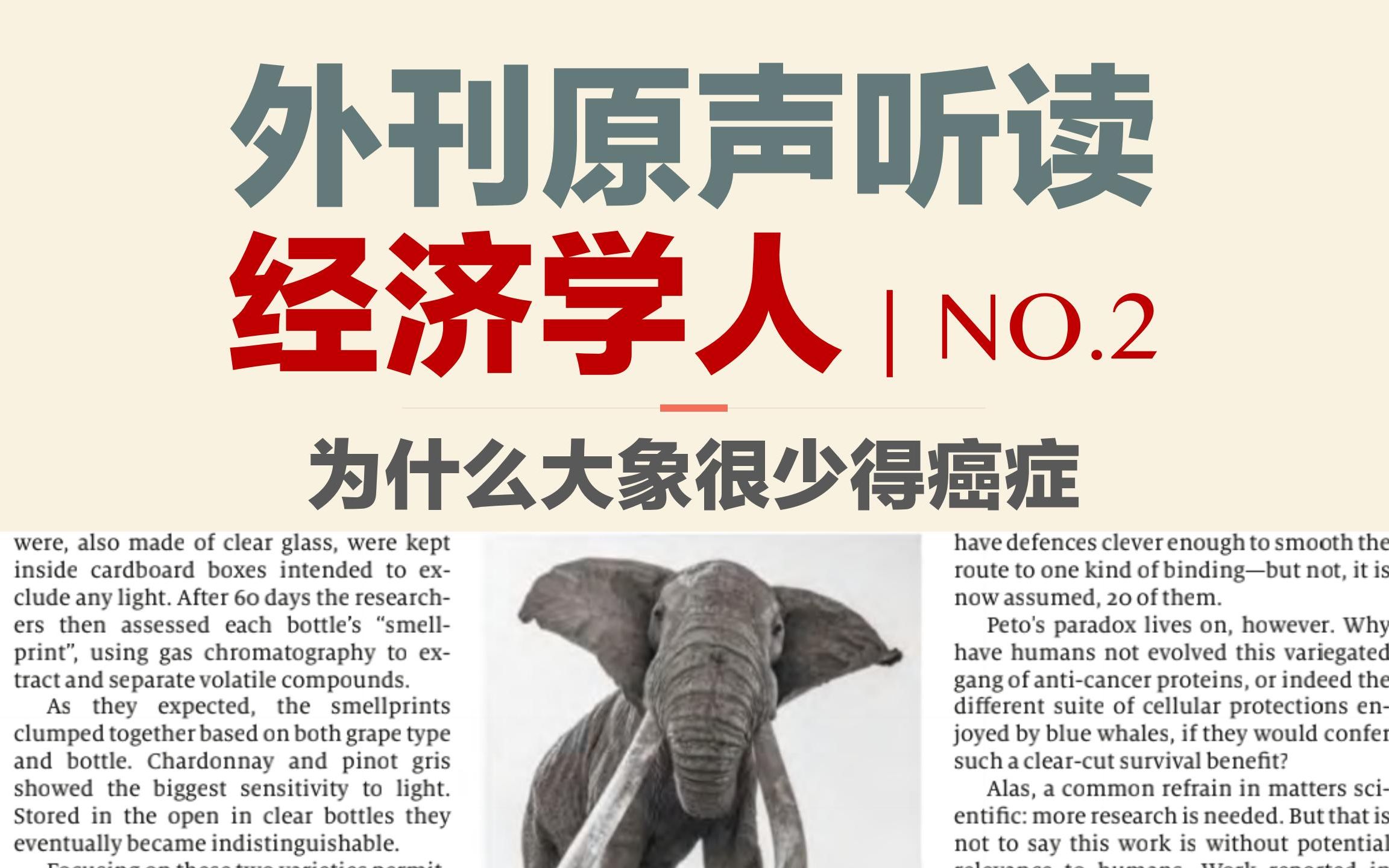 外刊原声听读｜经济学人NO.2 : 为什么大象很少得癌症？
