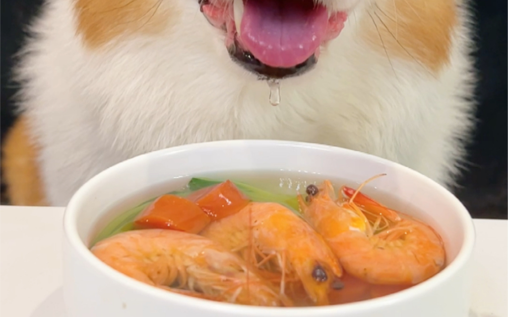 柯基犬喝胡萝贝菜心鲜虾汤