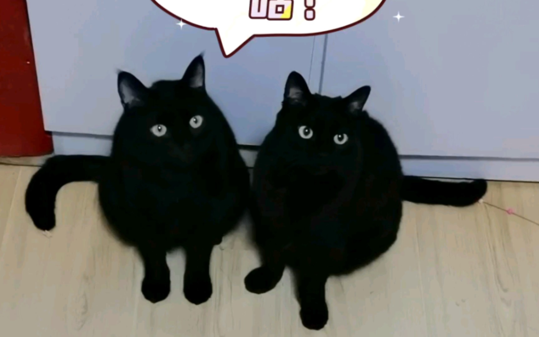 2只黑猫=复制、黏贴