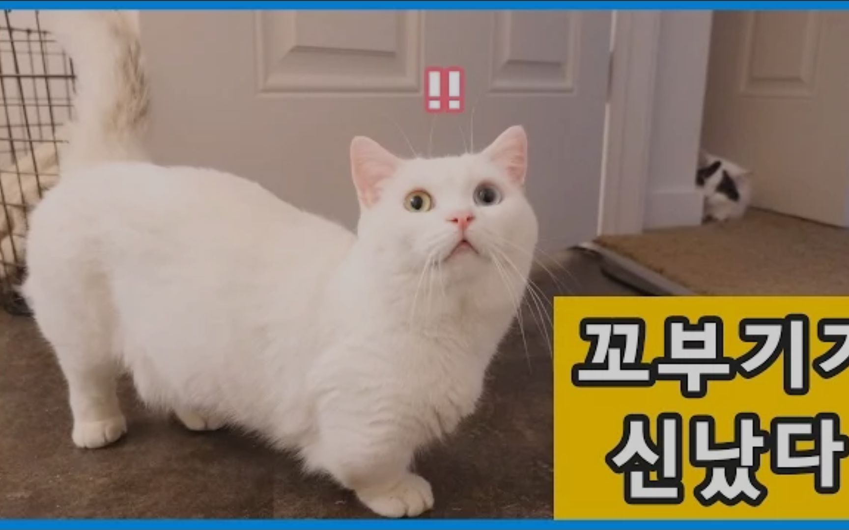 【goboogi&chobee】【曼基康短腿猫】哥哥超兴奋:我要