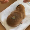 “猕猴桃”开箱视频