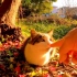 抚摸一只在阳光明媚的斜坡上休息的流浪猫
