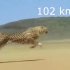 豹子奔跑速度可达100km每小时，简直太帅了！【动物也疯狂】