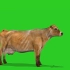 绿幕抠像母牛奶牛视频素材