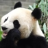【大熊猫】蔓越碳吃竹子，香喷喷！