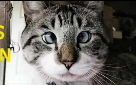 【萌宠】史上最搞笑的猫咪合集!