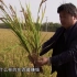 【科技苑】生态种养 稻中有道