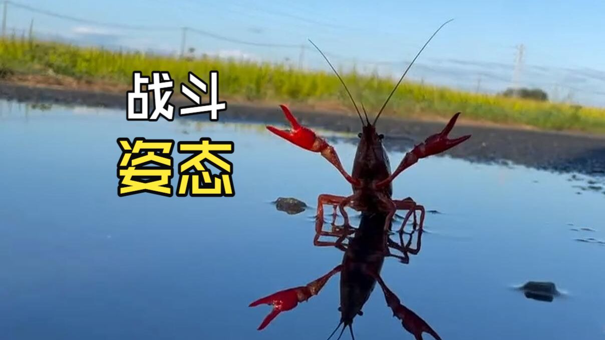 那些让人心情愉悦的动物视频！